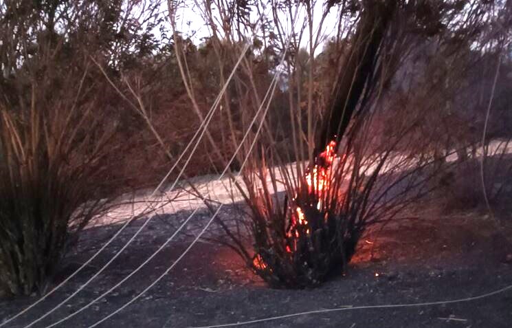 Παροχή-ανθρωπιστικής-βοήθειας-στους-πυρόπληκτους-από-την-Ιερά-Μητρόπολη-Νικοπόλεως-και-Πρεβέζης