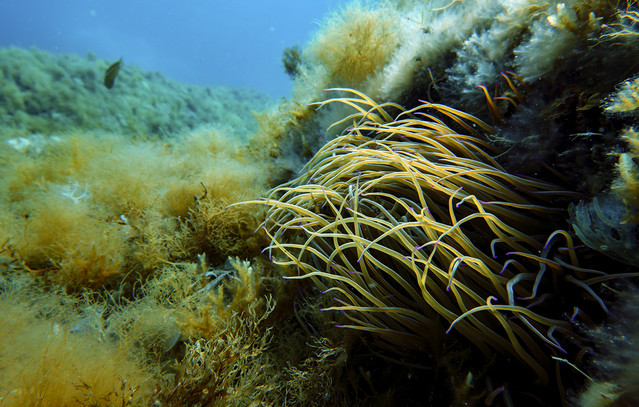 Στο-νοσοκομείο-παιδί-μετά-από-τσίμπημα-θαλάσσιας-ανεμώνης-στη-Σύρο