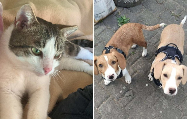 Από-τους-δρόμους-της-Θεσσαλονίκης-στα-σαλόνια-της-Ευρώπης-–-Νέα-αρχή-για-130-ζώα-από-τον-δρόμο-σε-Ελλάδα-και-εξωτερικό