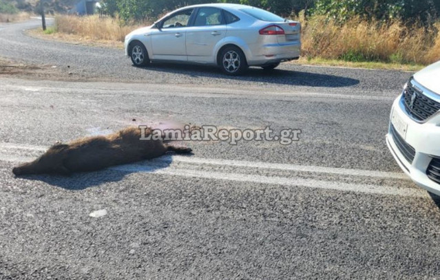 Τροχαίο-με-αγριογούρουνο-στη-Λαμία