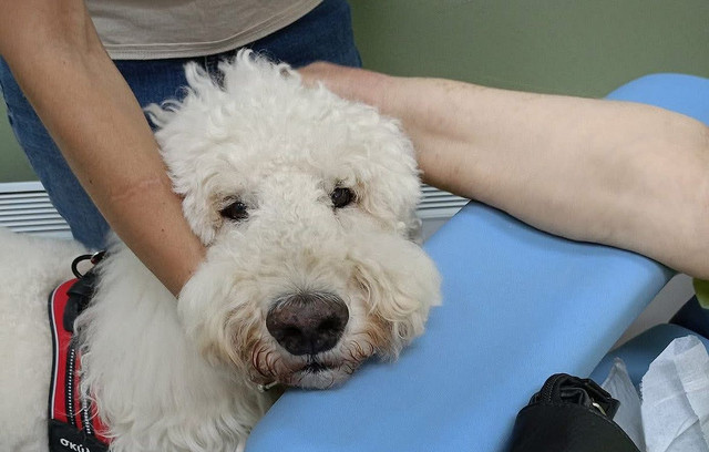 Νοσοκομείο-Μεταξά:-Σκύλοι-θεραπείας-ανακουφίζουν-τους-ογκολογικούς-ασθενείς