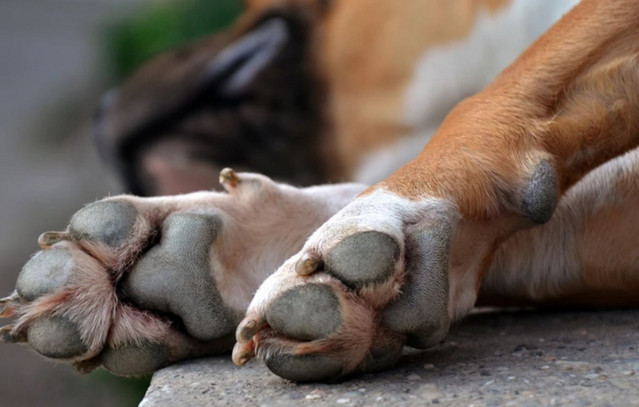 Νεκρά-από-φόλες-βρέθηκαν-δύο-αδέσποτα-σκυλιά-στη-Νέα-Έφεσο-Πιερίας-–-«Έχουμε-στερέψει-από-λόγια»
