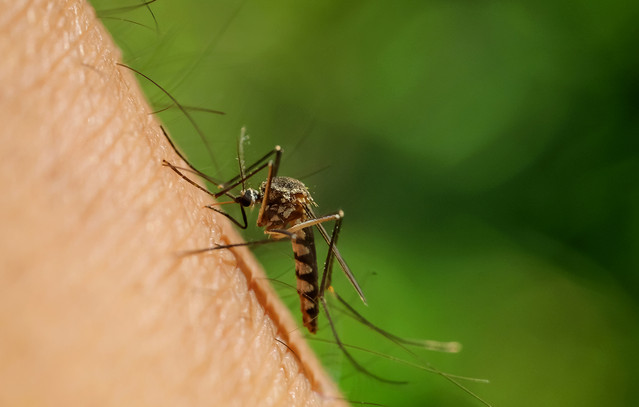 Ανησυχία-λόγω-του-ιού-του-Δυτικού-Νείλου-μετά-τους-δύο-θανάτους-στη-χώρα-μας-–-Στα-47-το-2025-τα-κρούσματα