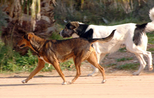 Σκύλος-επιτέθηκε-και-δάγκωσε-62χρονο-στη-Λαμία:-Δεν-τον-άφηνε-να-φύγει-για-δέκα-λεπτά