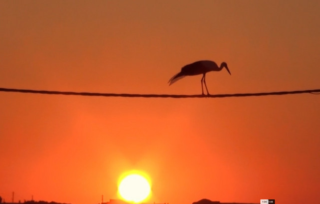 Σπάνιο-θέαμα-στη-Μύκονο-–-Εκατοντάδες-πελαργοί-έκαναν-στάση-στο-νησί-των-ανέμων