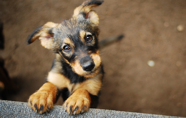 Σήμερα-η-Παγκόσμια-Ημέρα-Σκύλων-–-Πώς-παρέχουμε-τις-πρώτες-βοήθειες-στους-τετράποδους-φίλους-μας-σε-περίπτωση-ανάγκης