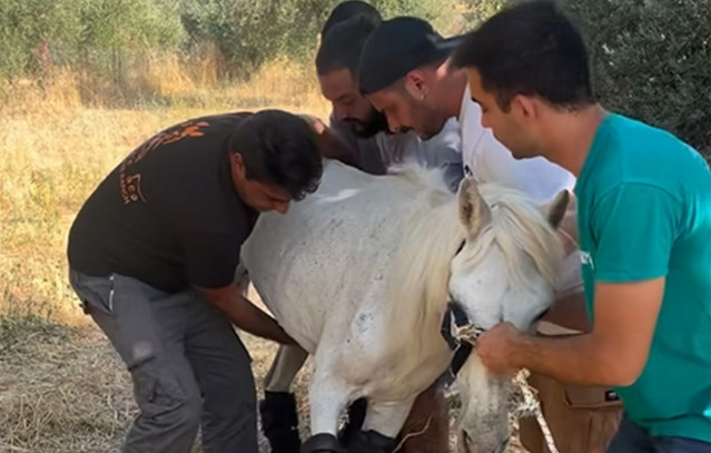 Η-θλιβερή-ιστορία-της-Μαριάνθης,-ενός-εγκαταλελειμμένου-αλόγου-που-δίνει-μάχη-για-τη-ζωή-του-–-«Ένας-ζωντανός-σκελετός»