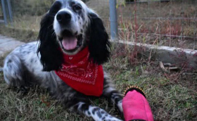 «Εκτέλεσαν-την-Λόλα-μας-εν-ψυχρώ»:-Άνδρας-κατήγγειλε-τη-δολοφονία-του-σκύλου-του-στο-facebook