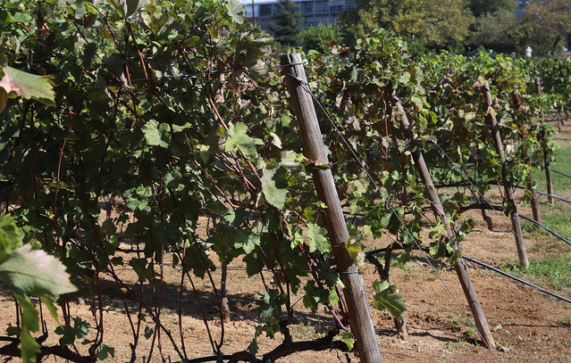 Μειωμένη-και-φέτος-η-συγκομιδή-οινοποιήσιμων-σταφυλιών-–-Τι-αναμένεται-για-τις-τιμές