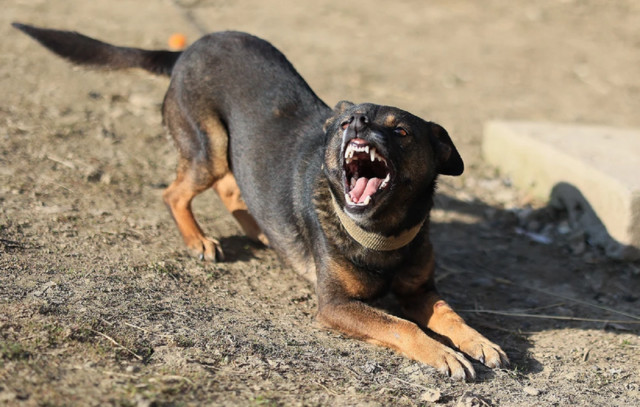 Σκύλος-δάγκωσε-ταχυδρόμο-στη-Θεσσαλονίκη-–-Συνελήφθη-η-ιδιοκτήτρια-του-ζώου