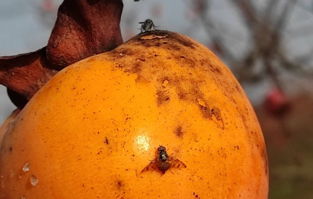 «react»:-Η-βιολογική-«ασπίδα»-κατά-της-«μεσογειακής-μύγας-των-φρούτων»-που-απειλεί-την-ευρωπαϊκή-γεωργία