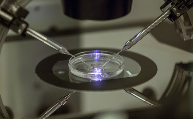 Βάσια-Αναστασίου:-Το-κράτος-να-καλύπτει-το-κόστος-κατάψυξης-ωαρίων-–-Η-γονιμότητα-είναι-δικαίωμα,-όχι-προνόμιο