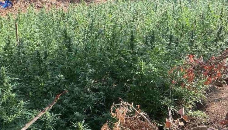 Φυτεία-με-850-δενδρύλλια-κάνναβης-στο-Μεσολόγγι-–-1275000-ευρώ-το-παράνομο-κέρδος-–-ertnews.gr