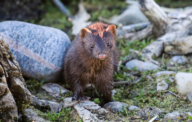 Σοκαριστικό-περιστατικό-στην-Καστοριά:-Μινκ-επιτέθηκε-σε-ηλικιωμένη-και-την-τραυματίσε-στο-χέρι-και-το-μάτι