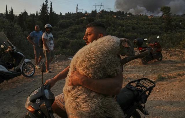 «Ο-καλός-ποιμένας-της-Αχαΐας»:-Η-συγκινητική-διάσωση-του-προβάτου-στις-κορυφαίες-φωτογραφίες-του-2025-από-το-bbc