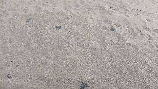 Γεννήθηκαν-τα-πρώτα-πράσινα-θαλάσσια-χελωνάκια-στη-Νάξο-–-Βίντεο-και-φωτογραφίες