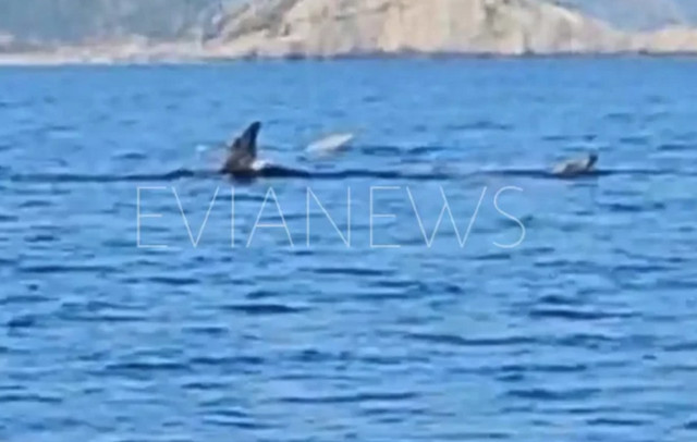Μεγάλα-ψάρια-εμφανίστηκαν-στην-Εύβοια-–-Δείτε-βίντεο