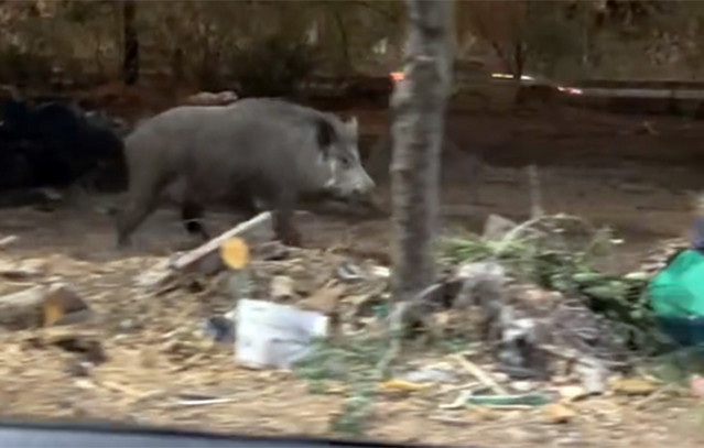 Μεγάλο-αγριογούρουνο-έκανε-βόλτες-στους-δρόμους-του-Χαϊδαρίου-–-Πετάχτηκε-μπροστά-σε-αυτοκίνητο