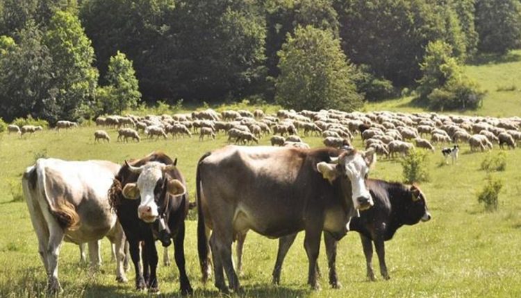 Ενημέρωση-για-κρούσμα-καταρροϊκού-πυρετού-στη-Λακωνία-–-Περιφέρεια-Πελοποννήσου
