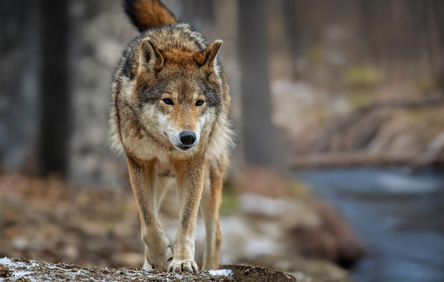 Παιδί-δέχτηκε-επίθεση-από-λύκο-σε-παραλία-της-Χαλκιδικής-–-Σε-καταγγελία-προχώρησε-η-μητέρα-του