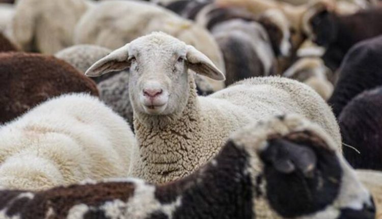 «Έφοδος-δέκα-ημερών»-για-να-ανακοπεί-η-ευλογιά-–-Κίνδυνο-lockdown-βλέπει-ο-Τσιάρας-–-ertnews.gr