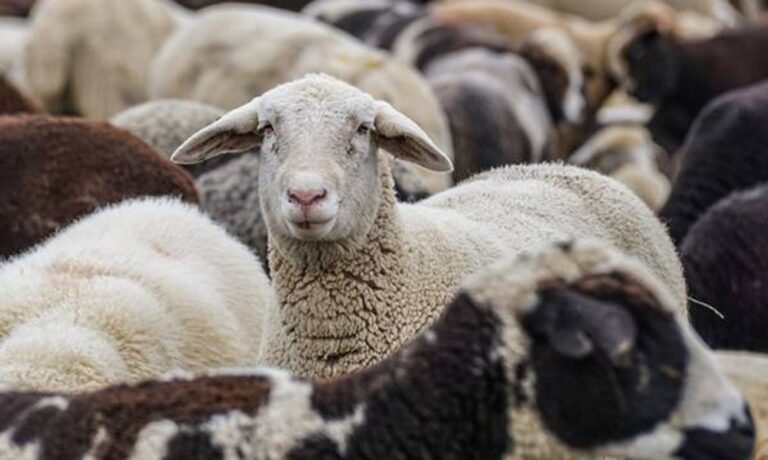 «Έφοδος-δέκα-ημερών»-για-να-ανακοπεί-η-ευλογιά-–-Κίνδυνο-lockdown-βλέπει-ο-Τσιάρας-–-ertnews.gr