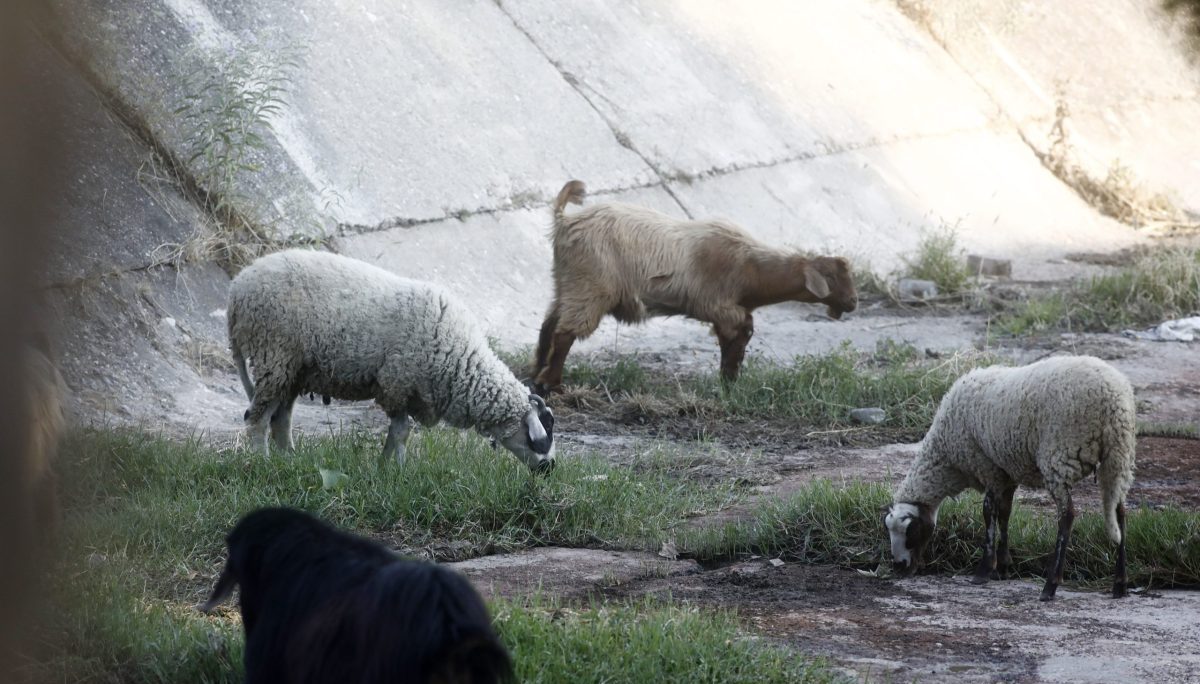 Έκτακτα-μέτρα-κατά-της-ευλογιάς-αιγοπροβάτων-–-Το-σχέδιο-10-ημερών,-τι-ανέφερε-ο-Κ-Τσιάρας-–-ertnews.gr