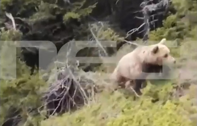 Συγκλονιστικό-βίντεο-ντοκουμέντο-από-την-επίθεση-αρκούδας-στον-ορειβάτη-στη-Δράμα-–-Η-στιγμή-της-πτώσης-του-στον-γκρεμό