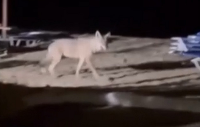 Ανησυχία-μετά-την-επίθεση-από-λύκο-που-δέχτηκε-5χρονη-στην-παραλία-του-Μαρμαρά-στη-Χαλκιδική-–-Θα-μπουν-παγίδες-στην-περιοχή