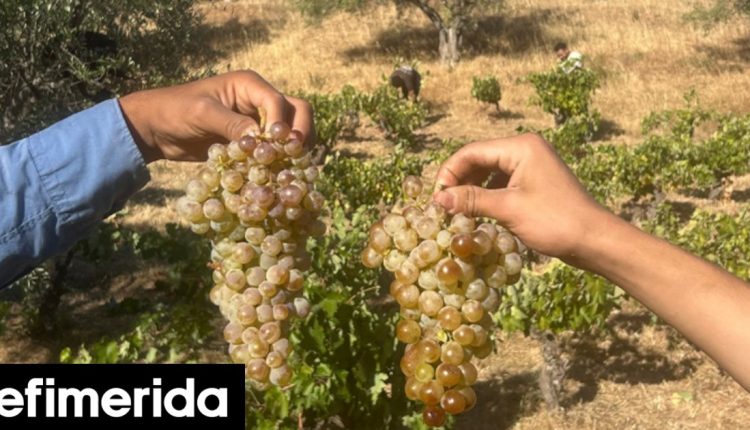 Εξορμήσεις-σε-Σταμάτα,-Ναύπλιο,-Θεσσαλονίκη,-με-αφορμή-το-κρασί-Πάτημα-σταφυλιών,-τζαζ,-εμπνευσμένα-κοκτέιλ