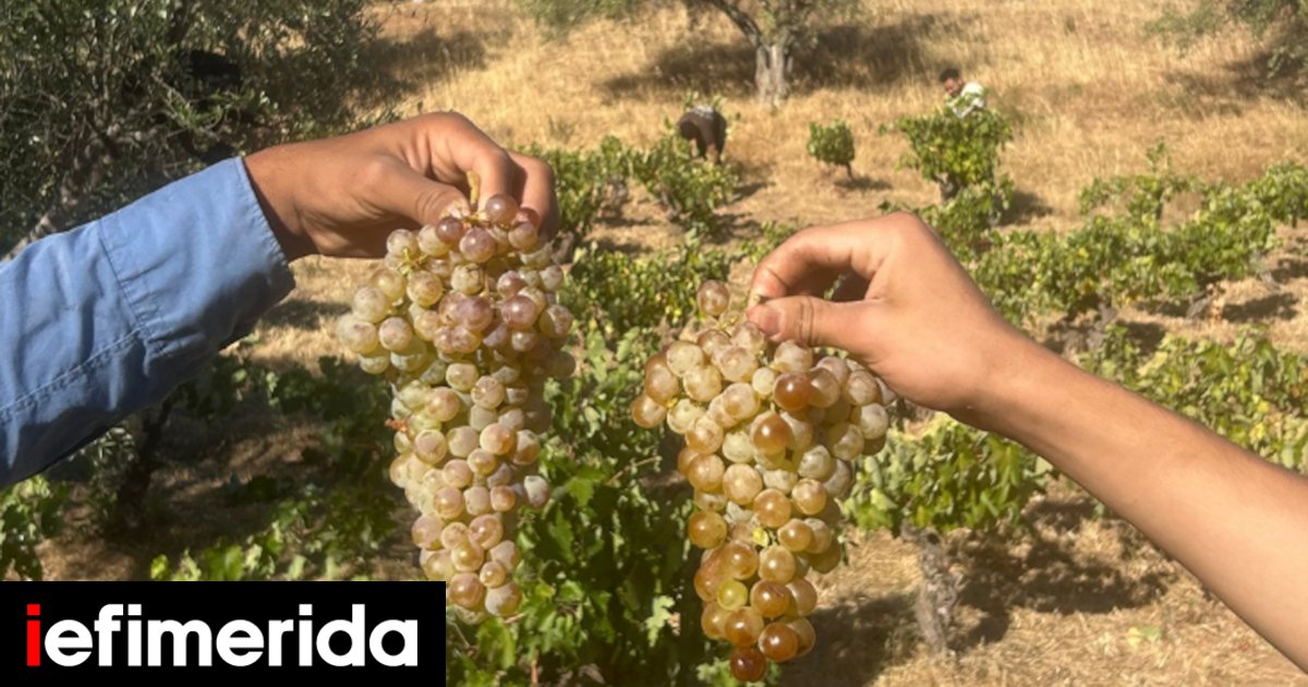 Εξορμήσεις-σε-Σταμάτα,-Ναύπλιο,-Θεσσαλονίκη,-με-αφορμή-το-κρασί-Πάτημα-σταφυλιών,-τζαζ,-εμπνευσμένα-κοκτέιλ