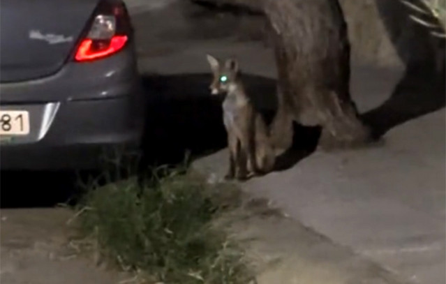 Δύο-αλεπούδες-εντοπίστηκαν-ανάμεσα-σε-σταθμευμένα-αυτοκίνητα-στο-Αιγάλεω-–-Δείτε-βίντεο