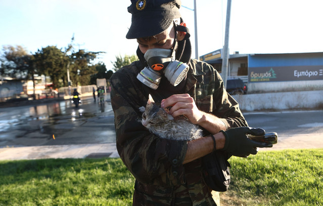 Διασώθηκαν-δύο-γατάκια-από-τη-φωτιά-στο-Μενίδι-–-Δείτε-φωτογραφίες