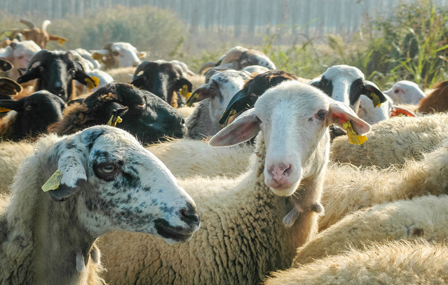 Ξεπερνούν-τα-350-εκατ-ευρώ-οι-ζημιές-από-την-ευλογιά-των-αιγοπροβάτων-–-Σε-410.000-τα-χαμένα-ζώα-από-ζωονόσους