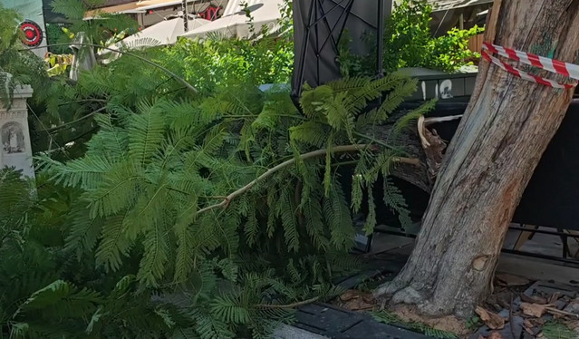 Πτώση-δέντρου-στο-κέντρο-της-Αθήνας-με-2-τραυματίες