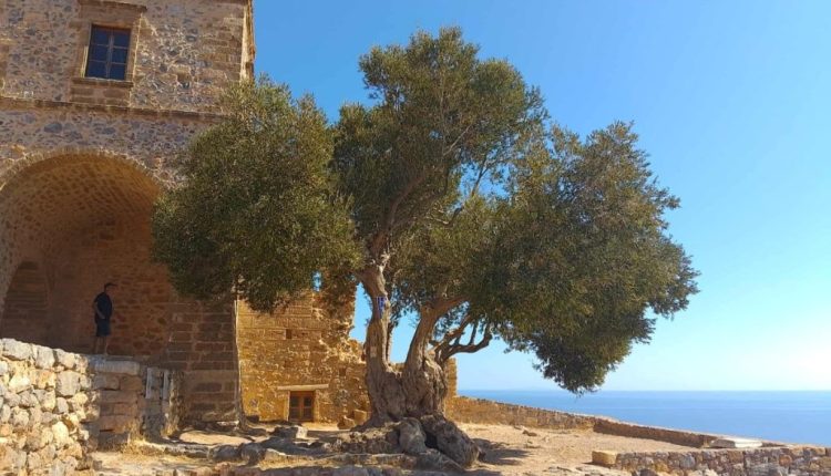 Η-μνημειακή-ελιά-της-Μονεμβασίας-στο-δίκτυο-των-αιωνόβιων-δέντρων-της-Ελληνικής-Επανάστασης