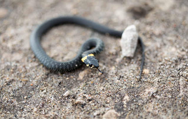 Εύβοια:-Φίδι-μπήκε-σε-παιδικό-δωμάτιο-σε-σπίτι-στην-Κύμη