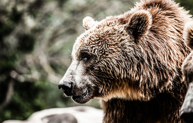 Με-σοβαρά-τραύματα-στο-νοσοκομείο-ηλικιωμένος-που-του-επιτέθηκε-αρκούδα-στη-Δόλιανη-Ζαγορίου