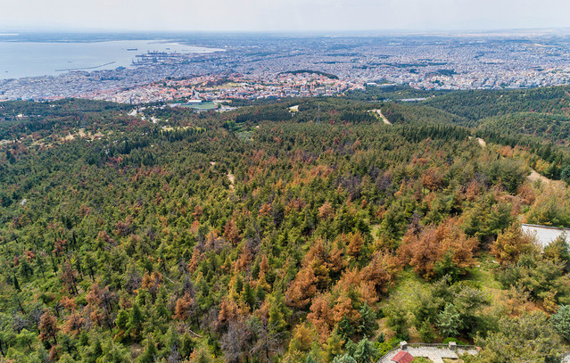 Ελεύθερος-ο-άντρας-που-έσφαξε-και-έγδαρε-αρνί-στο-Σέιχ-Σου-για-να-τιμήσει-το-κουρμπάνι