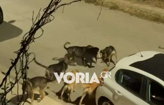 Τρόμος-στη-Θεσσαλονίκη-για-αγέλη-15-σκύλων-–-Σοκάρει-το-βίντεο-από-την-επίθεση-που-δέχτηκε-γατάκι