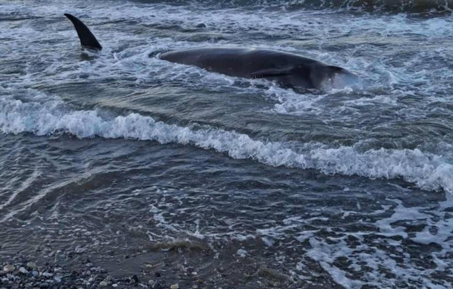 Ανησυχία-για-μαζικό-εκβρασμό-νεκρών-ζιφιών-στη-νότια-Κρήτη-–-Τα-κήτη-με-υψηλή-νοημοσύνη,-που-κινδυνεύουν-από-σόναρ