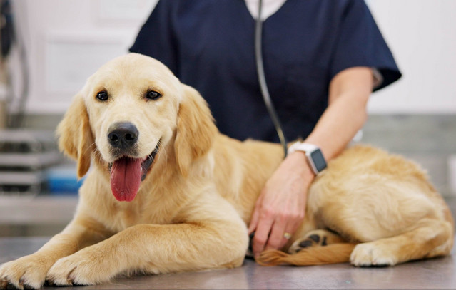 Έρχεται-το-πρώτο-αντιγηραντικό-φάρμακο-–-αλλά-όχι-για-εσάς,-για-τον-σκύλο-σας!