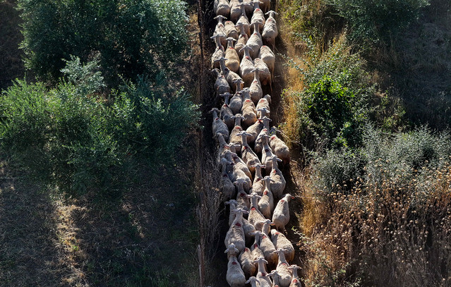Κίνδυνος-για-lockdown-στην-κτηνοτροφία-–-Πρωτοψάλτης:-Οι-πρώτες-αποζημιώσεις-του-ΟΠΕΚΕΠΕ-θα-αφορούν-την-ευλογιά