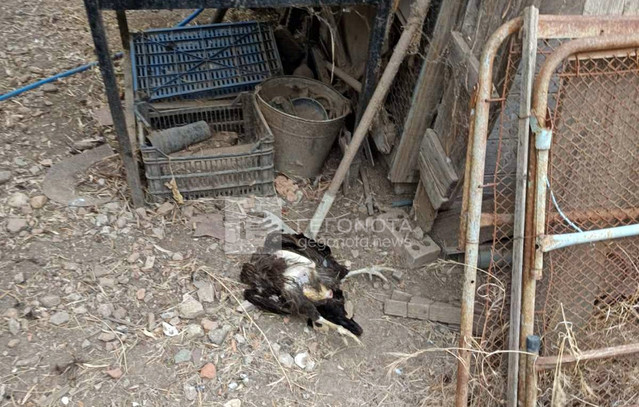 Αδέσποτα-σκυλιά-που-έβγαζαν-αφρούς-από-το-στόμα-«εισέβαλαν»-σε-αγρόκτημα-στα-Λεχώνια-–-Κατασπάραξαν-50-κότες