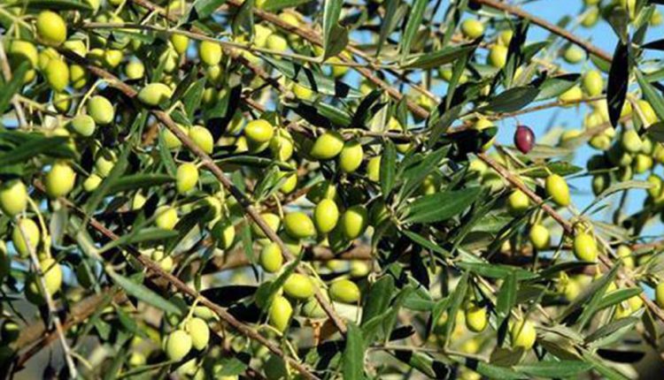 Ενημέρωση-για-την-εξέλιξη-του-προγράμματος-δακοκτονίας-έτους-2025-στην-ΠΕ-Μεσσηνίας