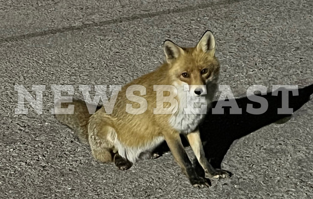 Αλεπούδες-έκαναν-βόλτα-σε-παιδική-χαρά-στην-Πετρούπολη