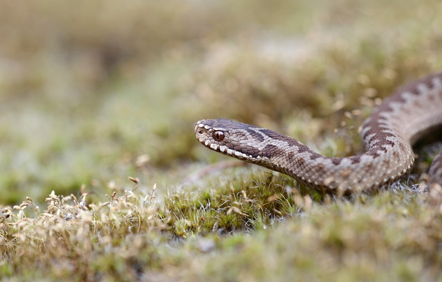 Οχιά-δάγκωσε-ποδοσφαιριστή-κατά-τη-διάρκεια-προπόνησης-στην-Λαμία