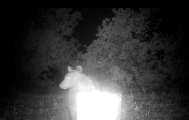 Αρκούδα-όρμησε-σε-μελλίσι-και-έφαγε-το-μέλι-–-Δείτε-βίντεο-από-τη-Φθιώτιδα