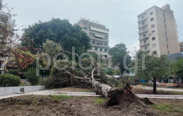 Τρόμος-στην-Πλατεία-Όλγας-στην-Πάτρα:-Δέντρο-15-μέτρων-έπεσε-ξαφνικά-σε-κεντρική-πλατεία