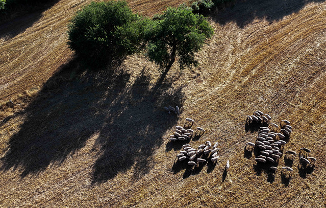 «Καμπανάκι»-από-τη-Συντονιστική-Επιτροπή-Κτηνοτρόφων-Θεσσαλίας-–-Καταγγέλλει-ανεπίσημους-εμβολιασμούς-για-την-ευλογιά-των-προβάτων
